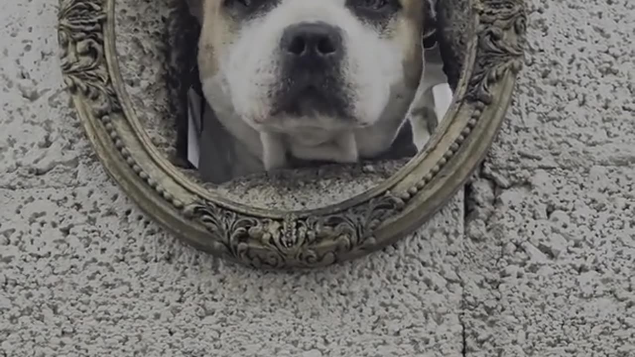 Dogs Peek Through Framed Hole in Wall