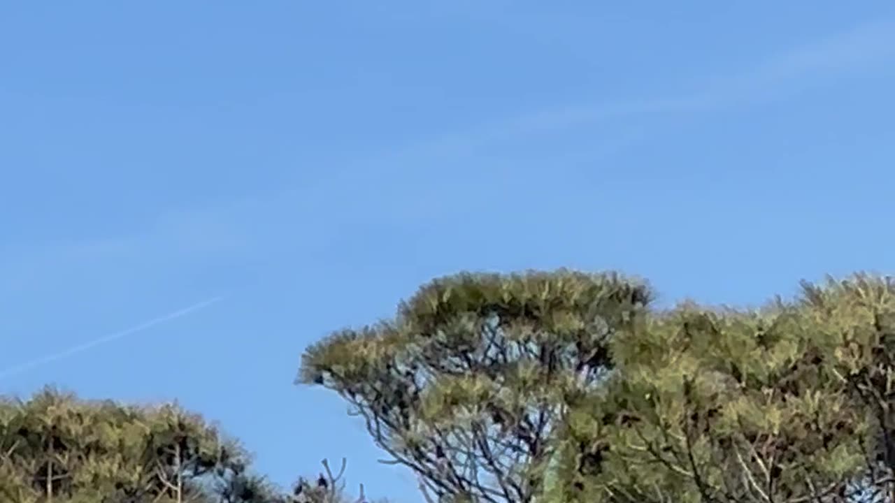 More Death Spay it never stops!