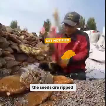 The Dark Truth Behind Your Sunflower Oil!