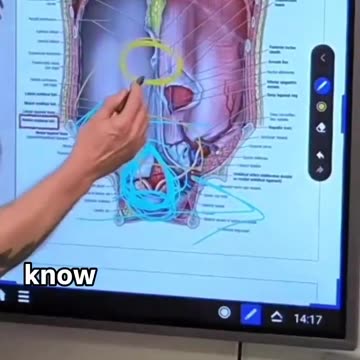 Your navel can give you key insights to lymphatic stagnation and organ toxicity