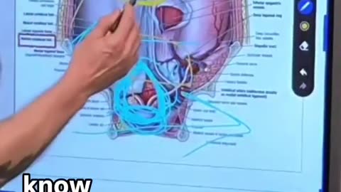 Your navel can give you key insights to lymphatic stagnation and organ toxicity
