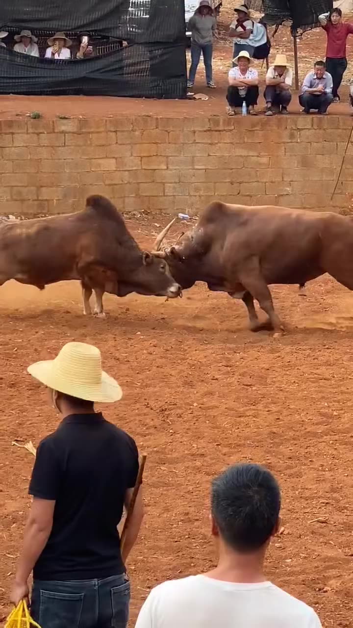 Bull fight U.S.A ! Viral bull fighting . dont skip plz watch 🙏