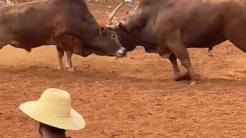 Bull fight U.S.A ! Viral bull fighting . dont skip plz watch 🙏