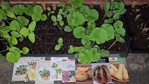 A midsummer planting of squash, cucumber, & melons for the Fall Garden