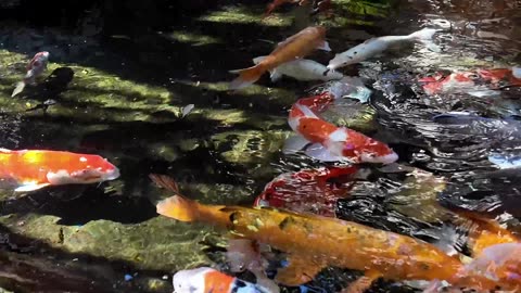 PART 3 Koi Zen Pond Stream Water 7 Minute Brain Break #koipond #fish #brainbreaks