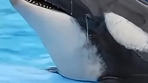 jessica said help me no one help her why #arrest #people #dolphin #trending #jessica #viral