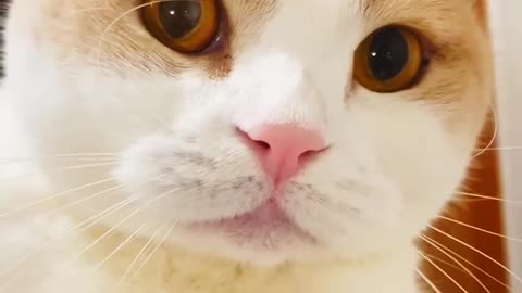 Meow 😹