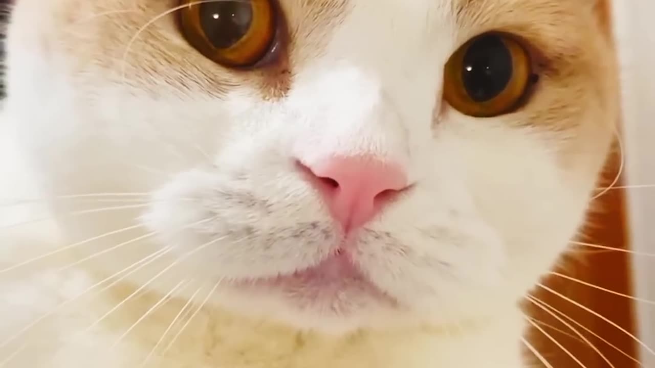Meow 😹