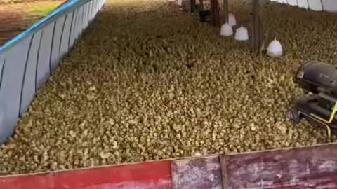 This is a duck farm with hundreds of thousands of ducks