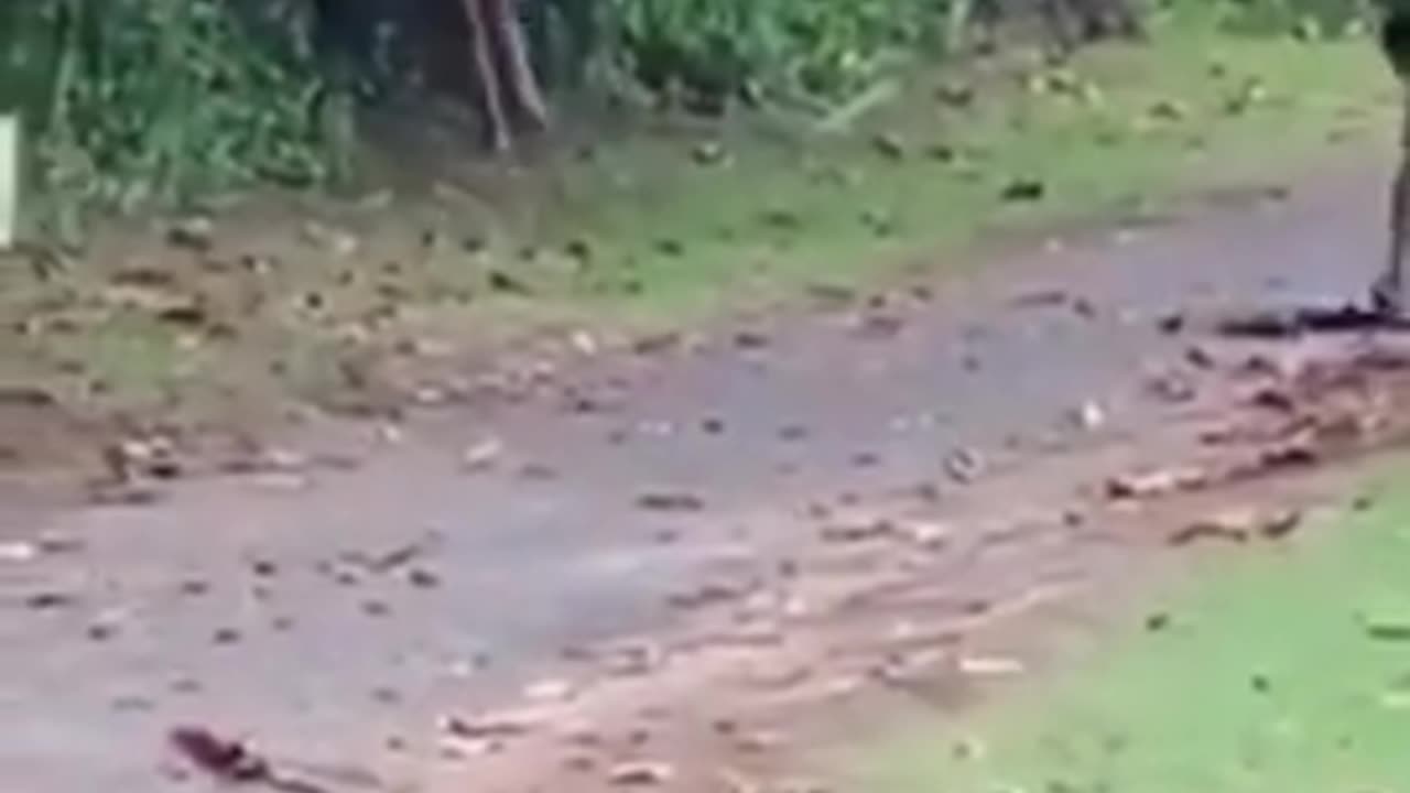 They truly breed like animals