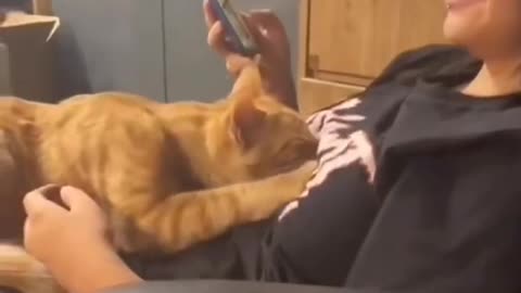 Cats enjoying there owners