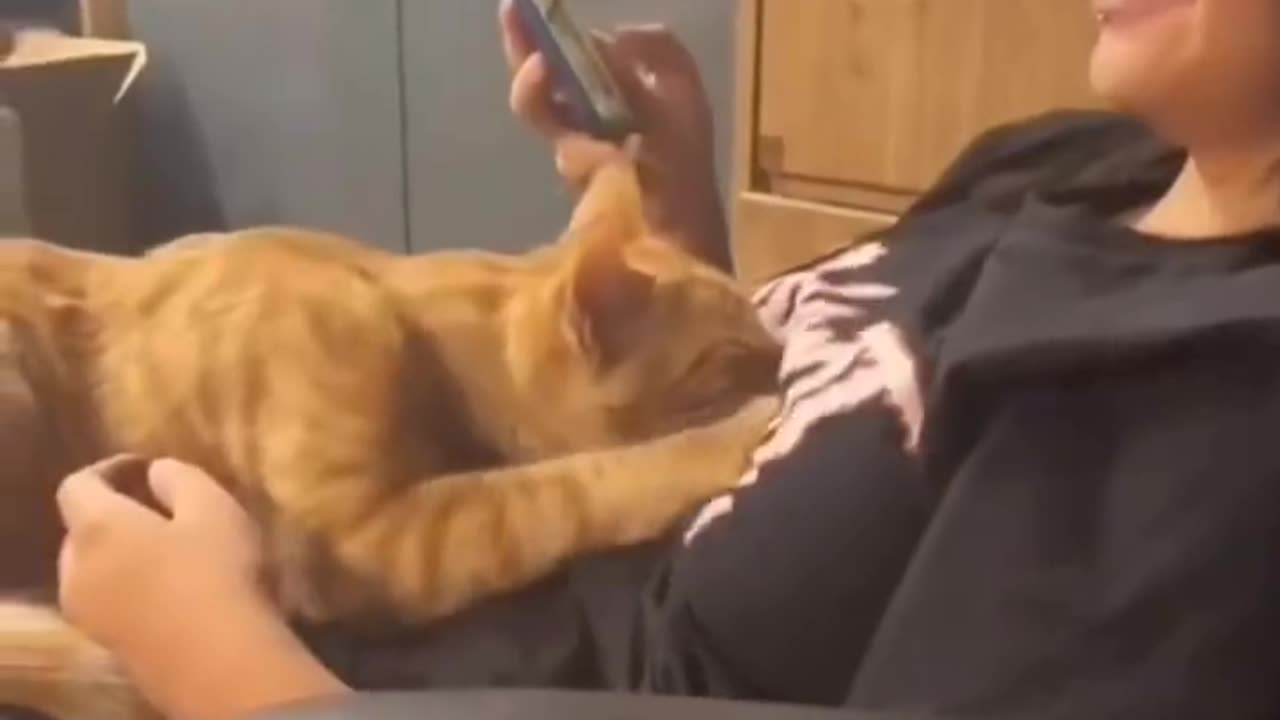 Cats enjoying there owners