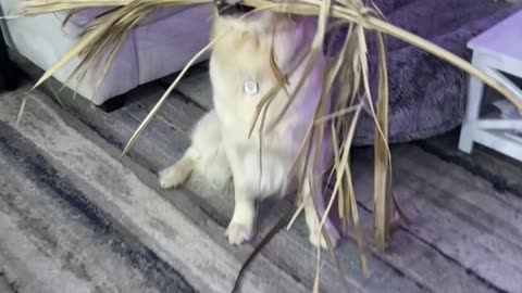 Golden Determined to Bring Palm Frond Home