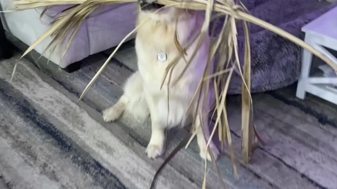 Golden Determined to Bring Palm Frond Home