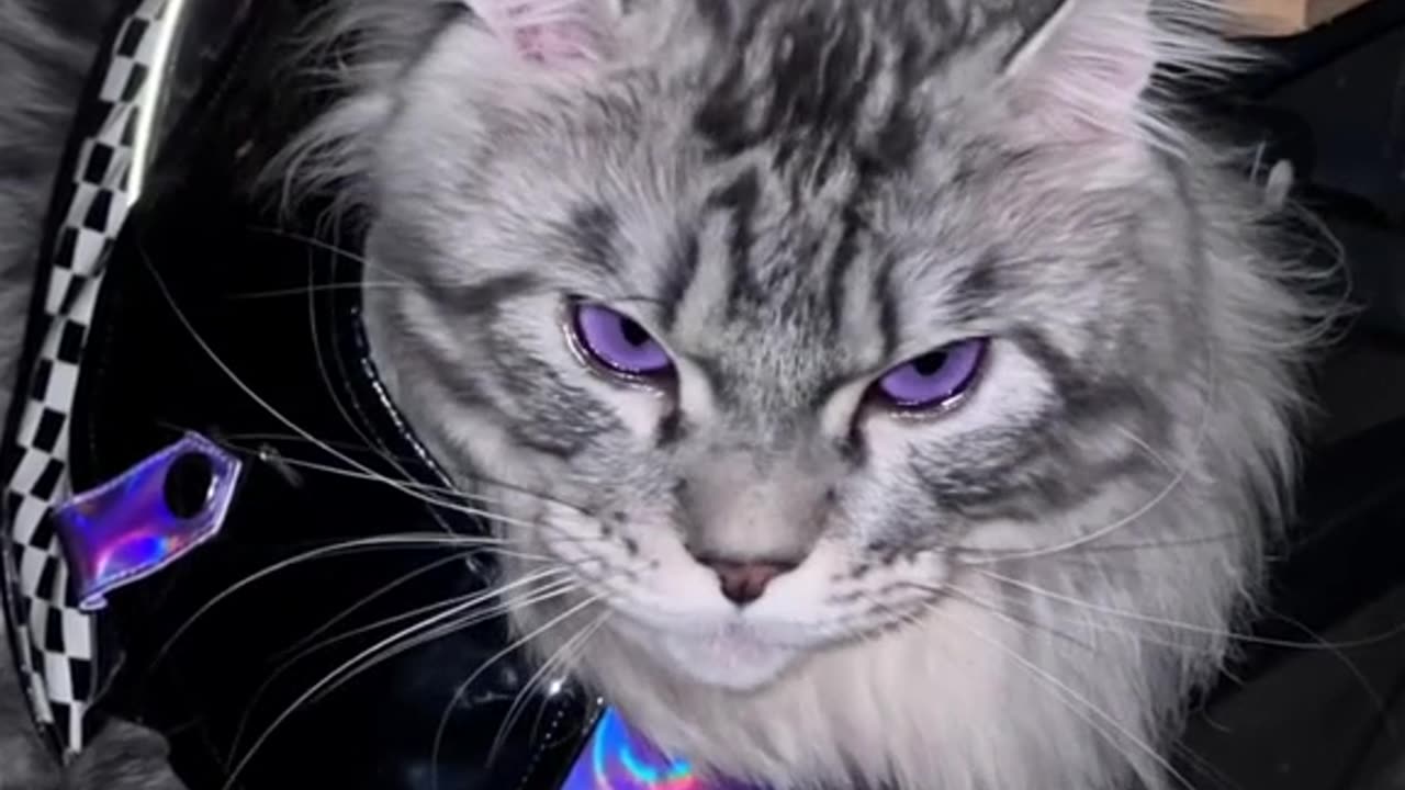 When Your Cat Is Cooler Than You’ll Ever Be