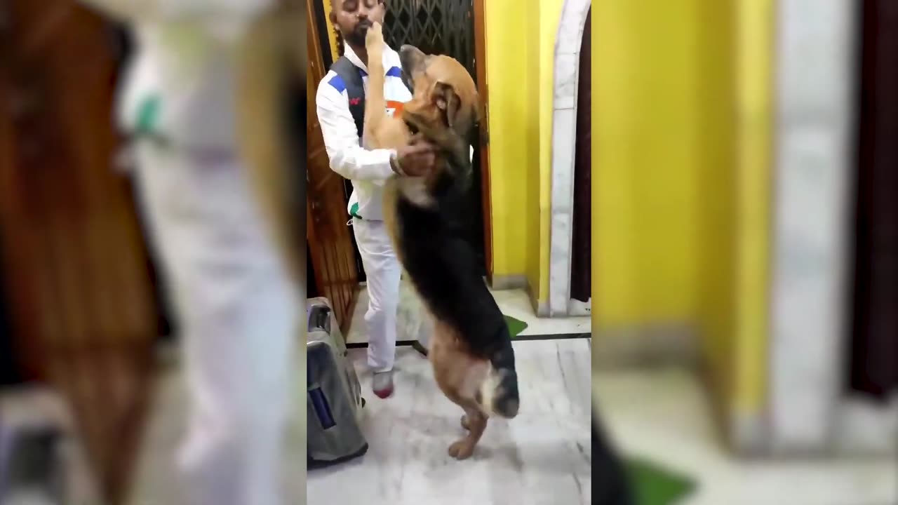 Animals Reunited With Owners After Years 2023 [Funny Pets]