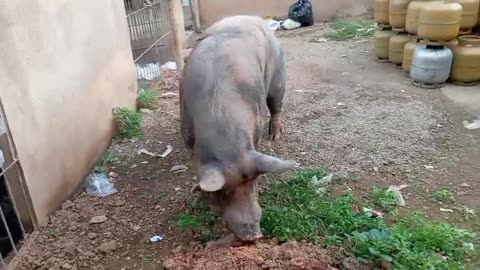 ONE TON PIG
