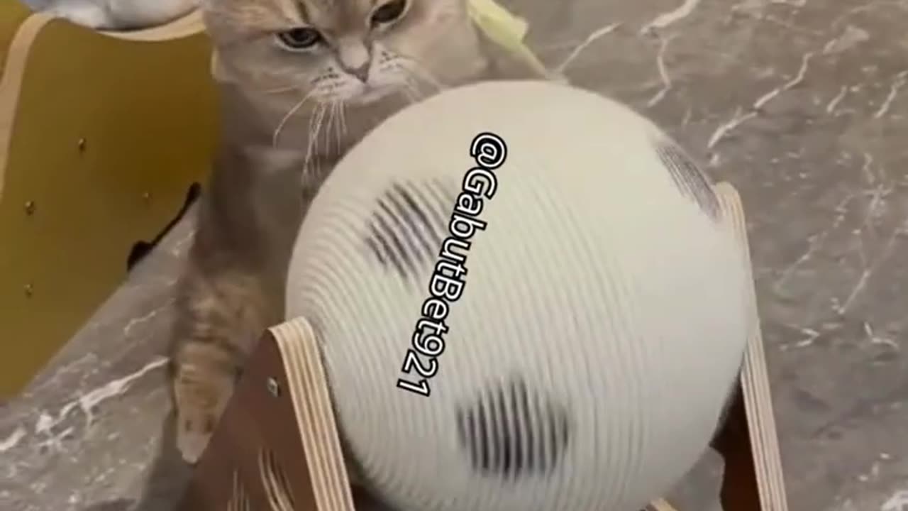 funny cat