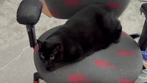 Cute Precious Piper is a Non Loafing Office Loaf - Adopting a Cat from a Shelter Vlog