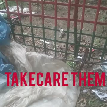 I saw a group of cats