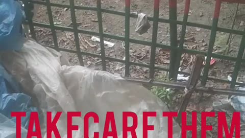 I saw a group of cats