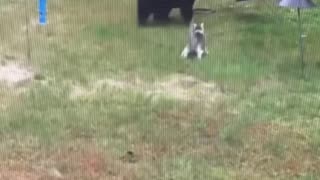 Cat vs bear..