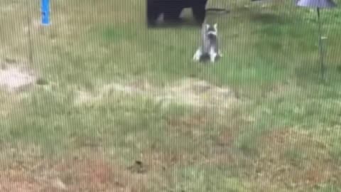 Cat vs bear..