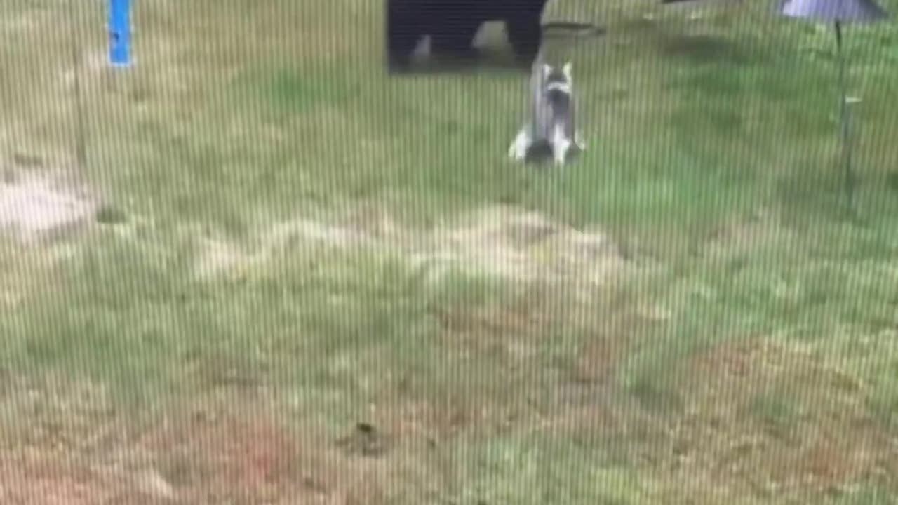 Cat vs bear..