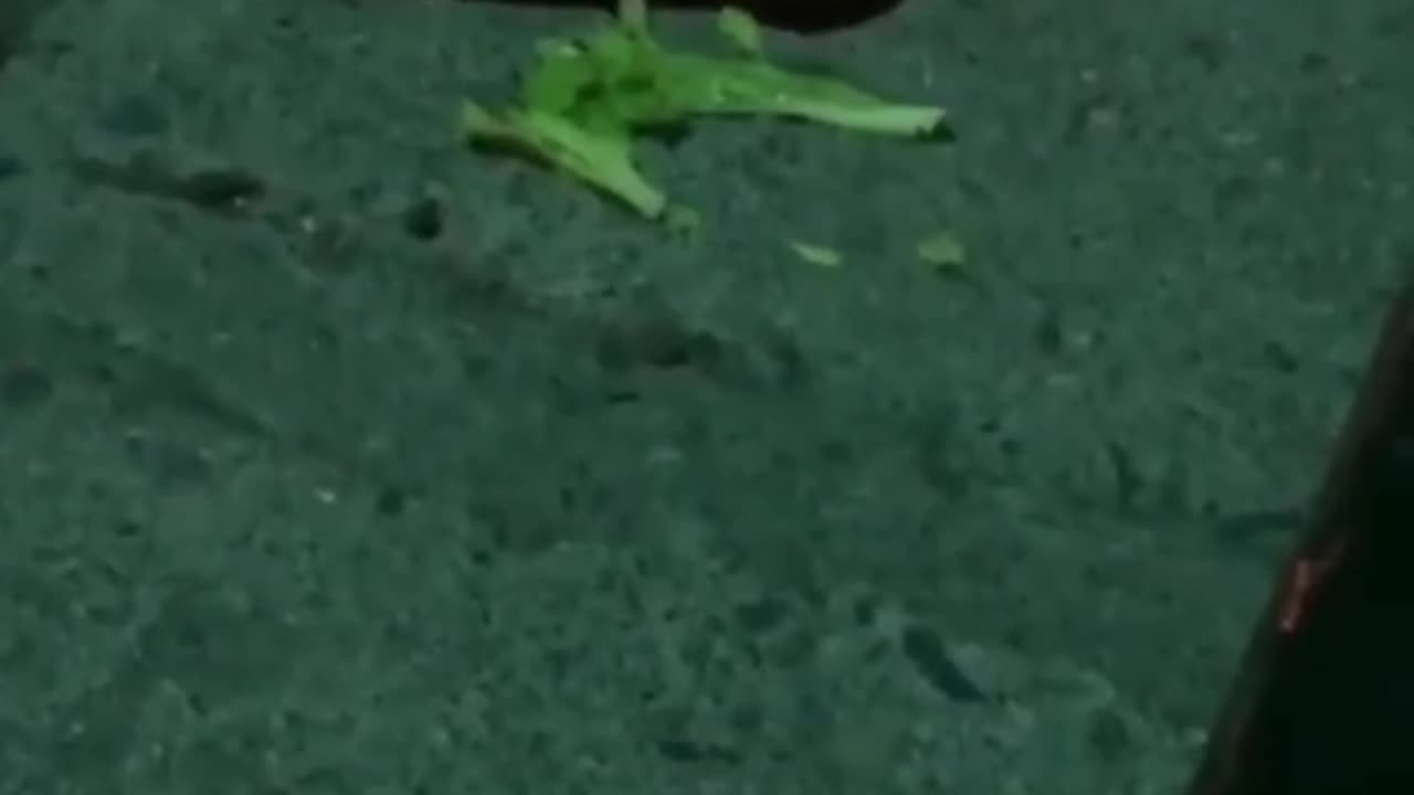 Candid Sandals Crush Food