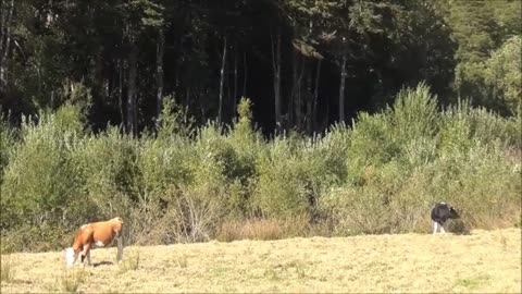 cow