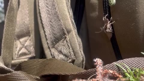 🌟🐜 The Most Magical Moment of a Dragonfly Emerging | FunFM