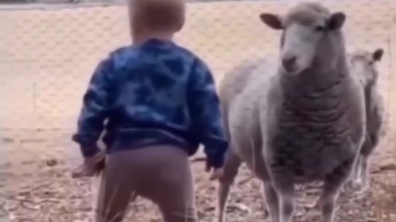 🤯🧸 You Won't Believe This Baby and Sheep Showdown! | FunFM