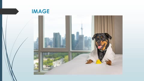 Best Pet Hotel in Potong Pasir