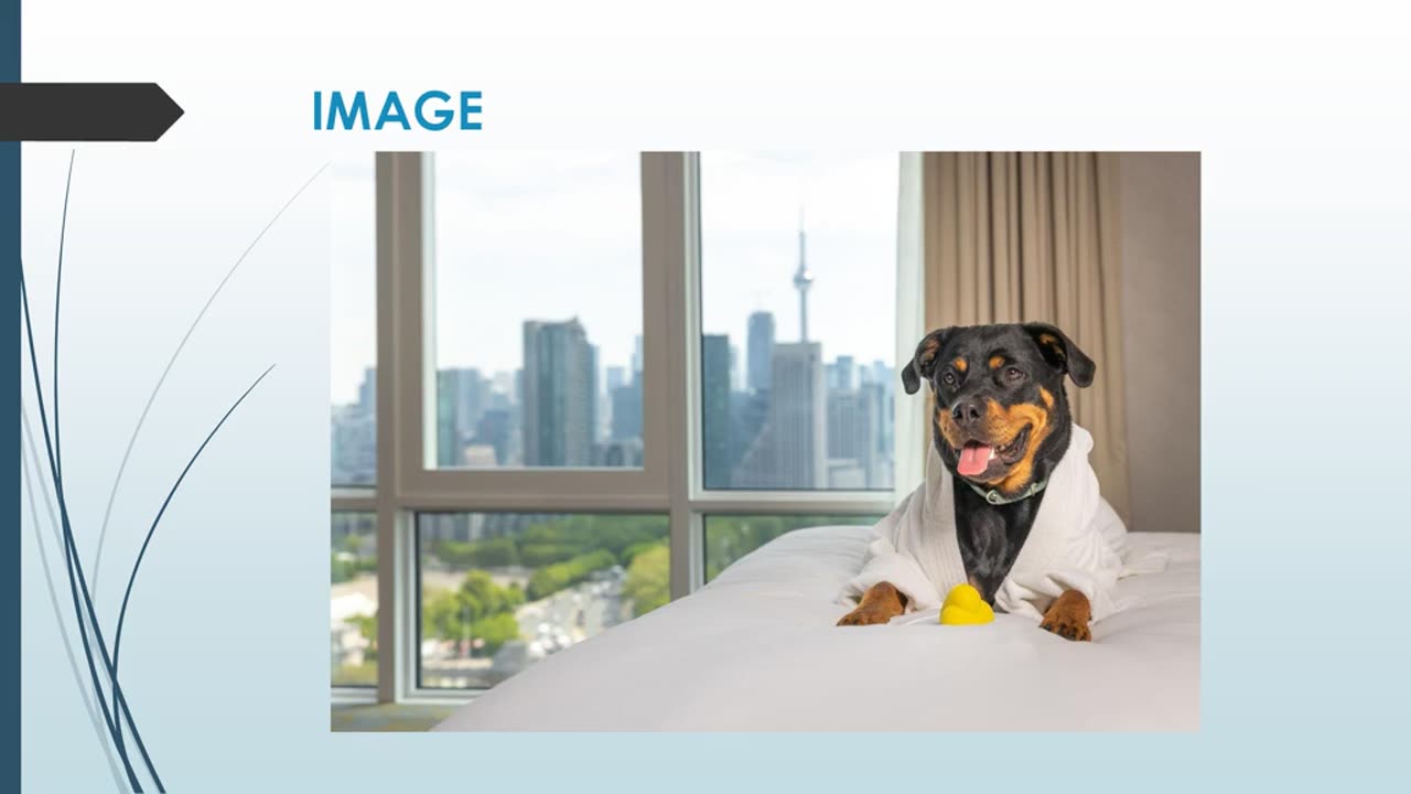 Best Pet Hotel in Potong Pasir