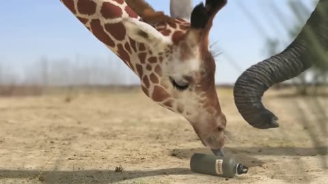 Giraffe vs Elephant