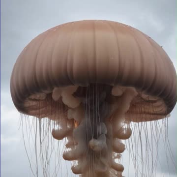 Jellyfish Swarm Forces French Nuclear Plant Closure: What You Need to Know
