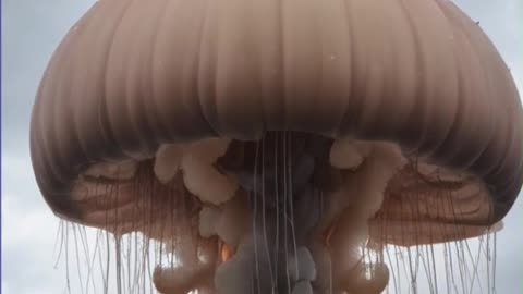 Jellyfish Swarm Forces French Nuclear Plant Closure: What You Need to Know