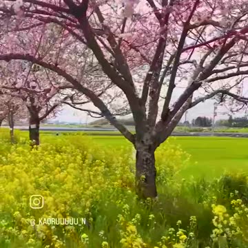 A Floral Fairy in a Dreamland Whispers of Blooming Love