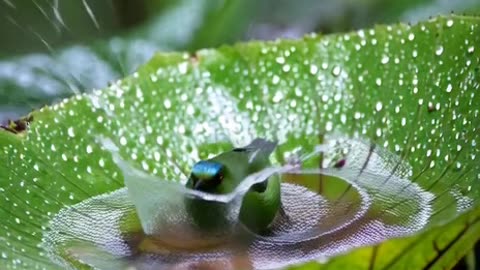 A Blue-crowned Manakin in a humid rainforest canopy approaches a very large