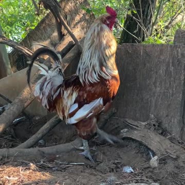 Gold Star Rooster