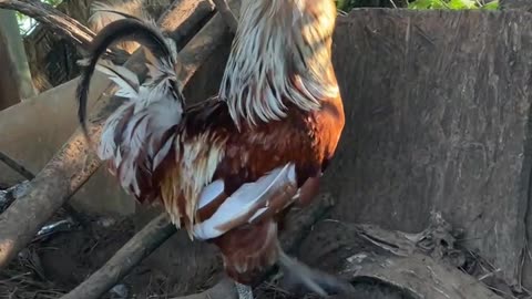 Gold Star Rooster