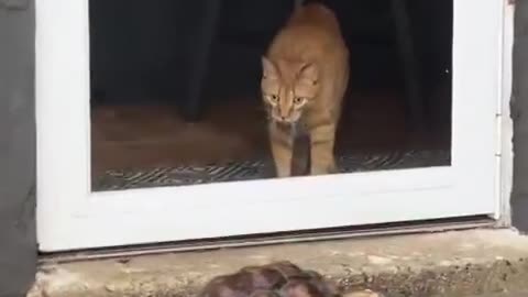 Cat first time seeing a tortoise 😂😂
