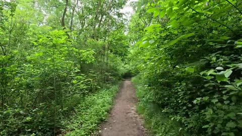 Forest trail hike in Canada.