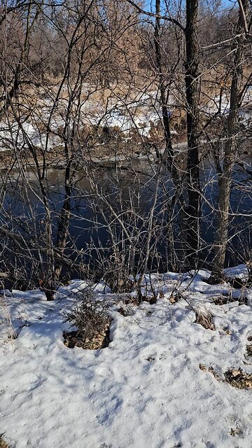 Poor Duckies Trying to Stay Warm in 4°F Weather