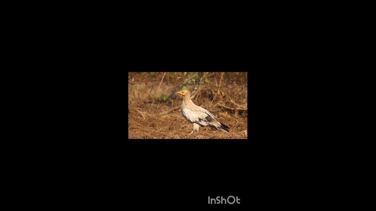 enjoy vulture 😀😀