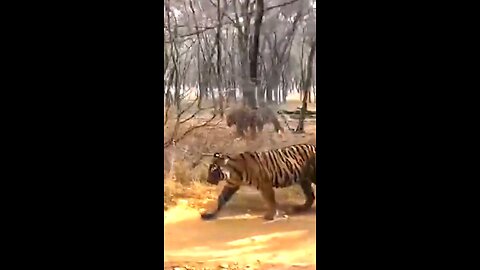 two tigers on a big fight