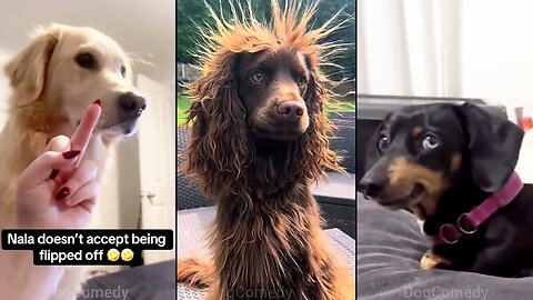 Dogs Think They Are Smarter Than You! 😐