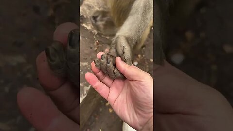 Funny monkey #53