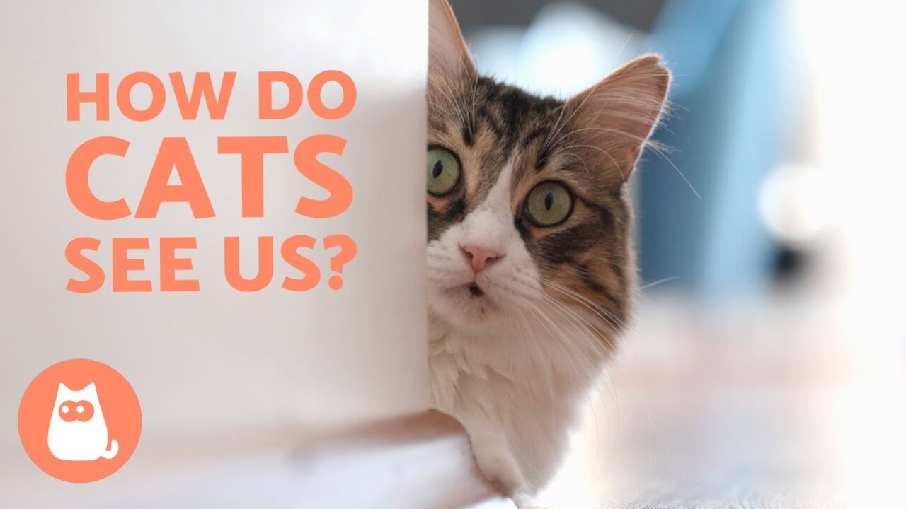 Cat See, Cat Do...