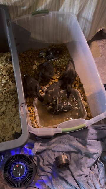 Its chicky bed time 🥱 | day 3